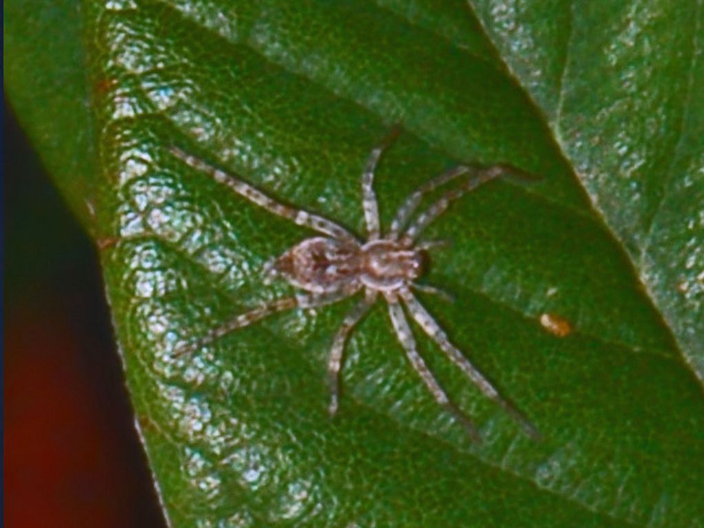 Piccolo su foglia: Anyphaena sp....?
